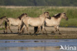 Konik horse (Equus spp)