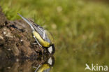 Koolmees (Parus major)