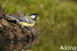 Koolmees (Parus major)