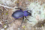 Korrelschalebijter (Carabus problematicus)