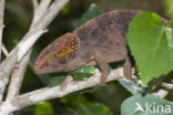 Korthoornkameleon (Calumma brevicornis)