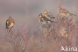 Fieldfare (Turdus pilaris)