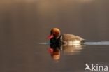 Red-crested Pochard (Netta rufina)