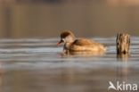 Red-crested Pochard (Netta rufina)