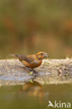 Red Crossbill (Loxia curvirostra)