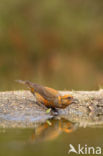 Red Crossbill (Loxia curvirostra)