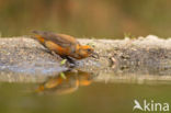 Red Crossbill (Loxia curvirostra)