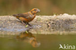 Red Crossbill (Loxia curvirostra)