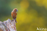 Red Crossbill (Loxia curvirostra)