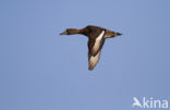 Tufted Duck (Aythya fuligula)