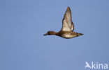 Tufted Duck (Aythya fuligula)