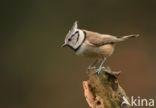 Crested Tit (Parus cristatus)