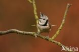 Crested Tit (Parus cristatus)