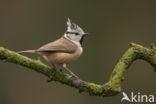 Crested Tit (Parus cristatus)