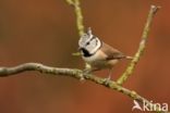 Crested Tit (Parus cristatus)