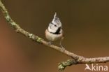 Crested Tit (Parus cristatus)