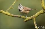 Crested Tit (Parus cristatus)