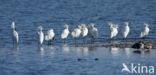 Lepelaar (Platalea leucorodia)