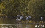 Eurasian Spoonbill (Platalea leucorodia)