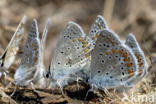 Lysandra bellargus