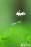 Daisy (Bellis perennis)