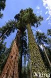 Giant Sequoia
