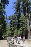 Giant Sequoia