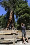 Giant Sequoia