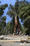 Giant Sequoia