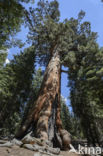 Giant Sequoia