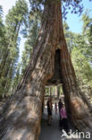 Giant Sequoia