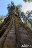 Giant Sequoia