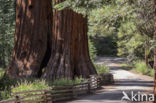 Giant Sequoia