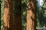 Giant Sequoia