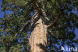 Giant Sequoia