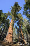 Giant Sequoia