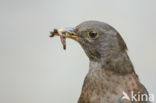 Eurasian Blackbird (Turdus merula)