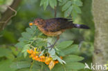 Merel (Turdus merula)