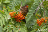 Merel (Turdus merula)