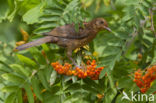 Eurasian Blackbird (Turdus merula)