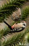 Middelste Bonte Specht (Dendrocopos medius)