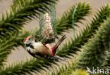 Middelste Bonte Specht (Dendrocopos medius)