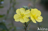 Middelste teunisbloem (Oenothera biennis)