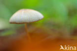 Mycena spec.