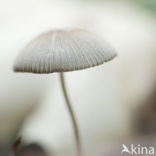 Mycena spec.