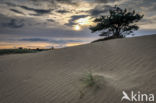 Nationaal Park Drents-Friese Wold