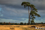 National Park Drents-Friese Wold