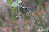 Subarctic Darner (Aeshna subarctica)