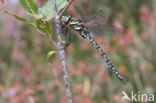 Subarctic Darner (Aeshna subarctica)