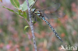 Subarctic Darner (Aeshna subarctica)